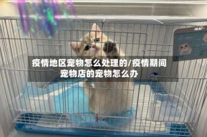 疫情地区宠物怎么处理的/疫情期间宠物店的宠物怎么办
