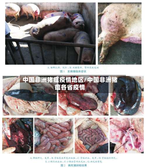 中国非洲猪瘟疫情地区/中国非洲猪瘟各省疫情-第1张图片