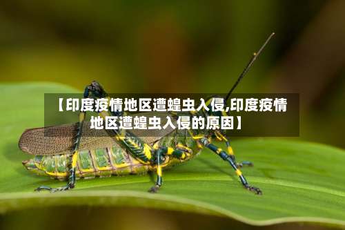 【印度疫情地区遭蝗虫入侵,印度疫情地区遭蝗虫入侵的原因】-第2张图片